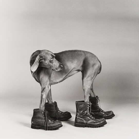 A black-and-white photograph of a dog standing, head turned to look back, with its paws in work boots that are on backward.