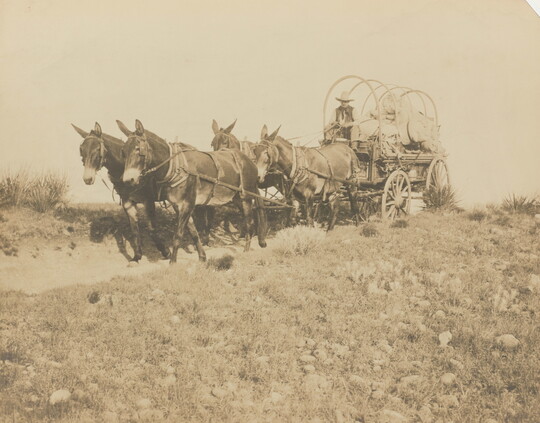 A sepia-toned photograph of a man in a cowboy hat driving a wagon, bows exposed, pulled by four mules.