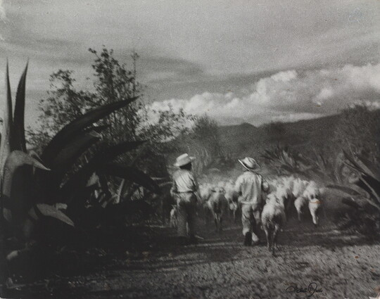 A black-and-white photograph of two children walking behind a herd of sheep in a field.