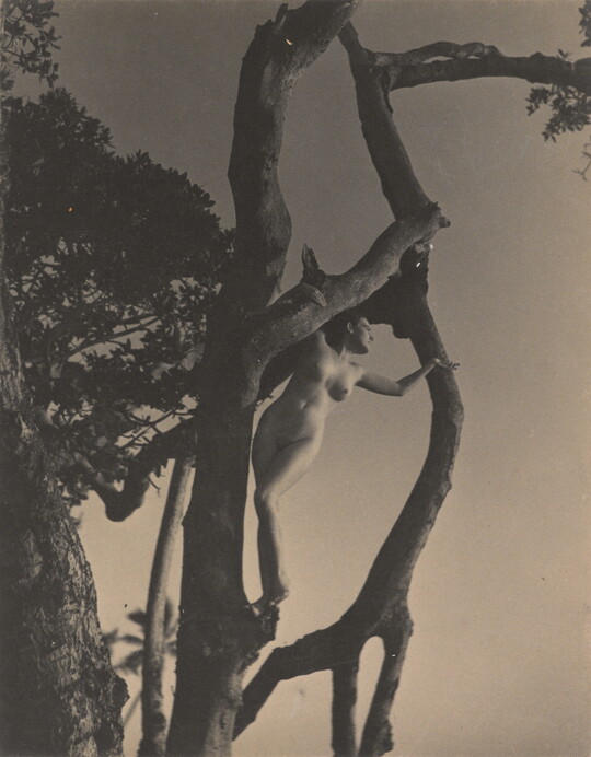 A black-and-white photograph of a nude White woman standing in a tree, one arm outstretched toward a branch.