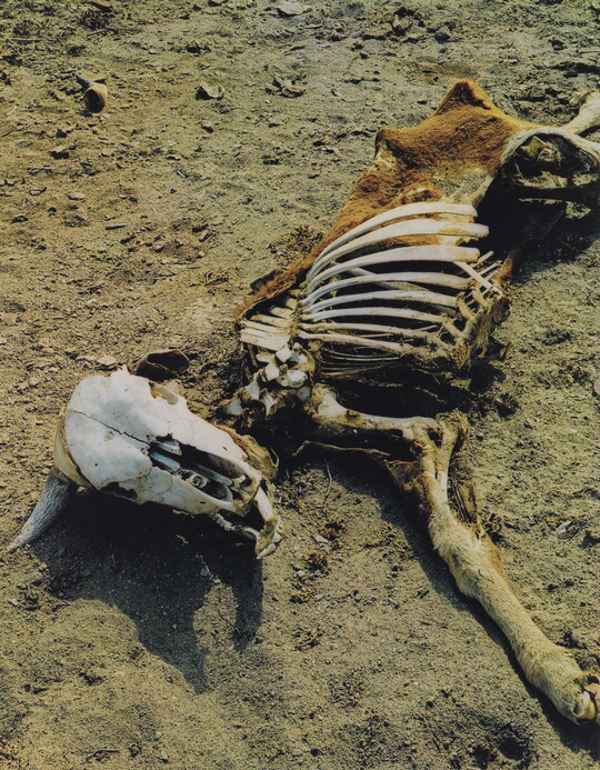 A color photograph of a dead cow, most of the bones exposed, laying in dirt.