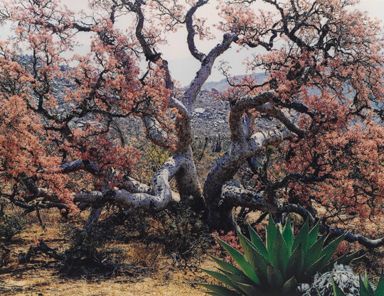 A color photograph of a large tree with many thick branches sprouting out in different directions and covered in orange leaves.