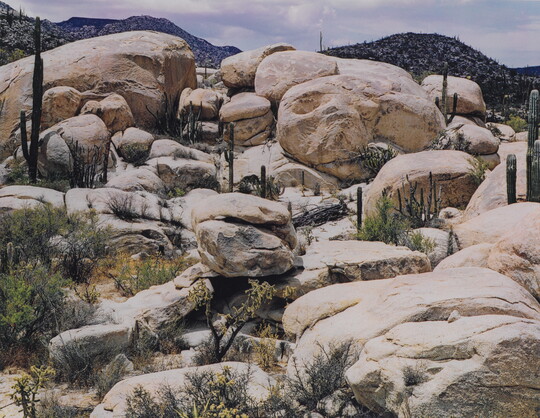 A color photograph of a hill of large stones of various shapes with tall cacti and other plants growing between the stones.