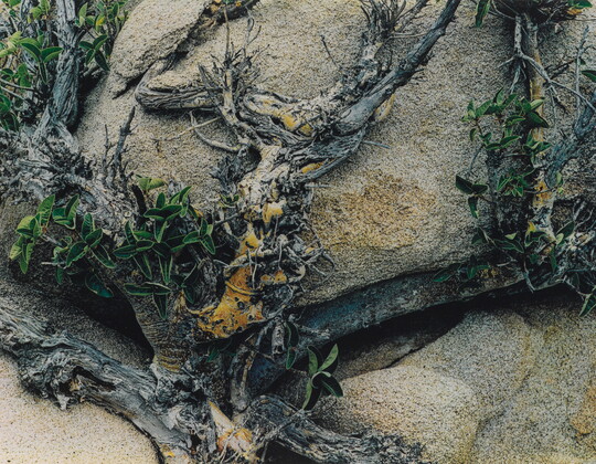 A color photograph of tree branches growing over and around large stones.