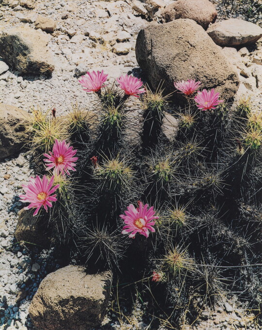 A color photograph of a thorny cactus covered with several blooming pink flowers growing among rocks, pebbles, and sand.