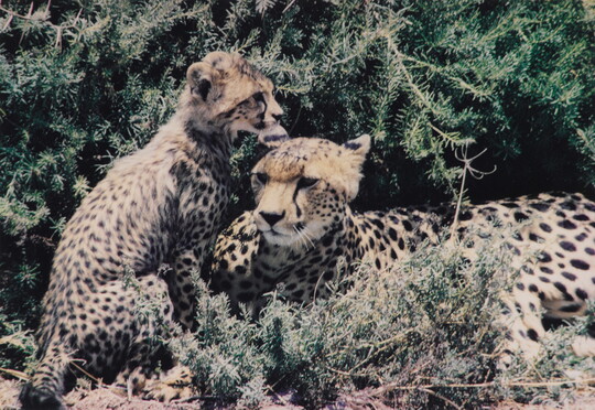 A color photograph of a cheetah lying in brush with her cub sitting beside her.