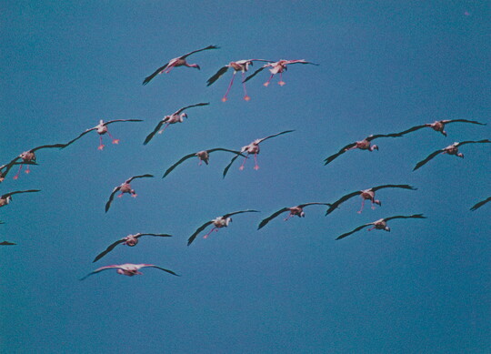 A color photograph of a flock of pink birds flying in a blue sky.