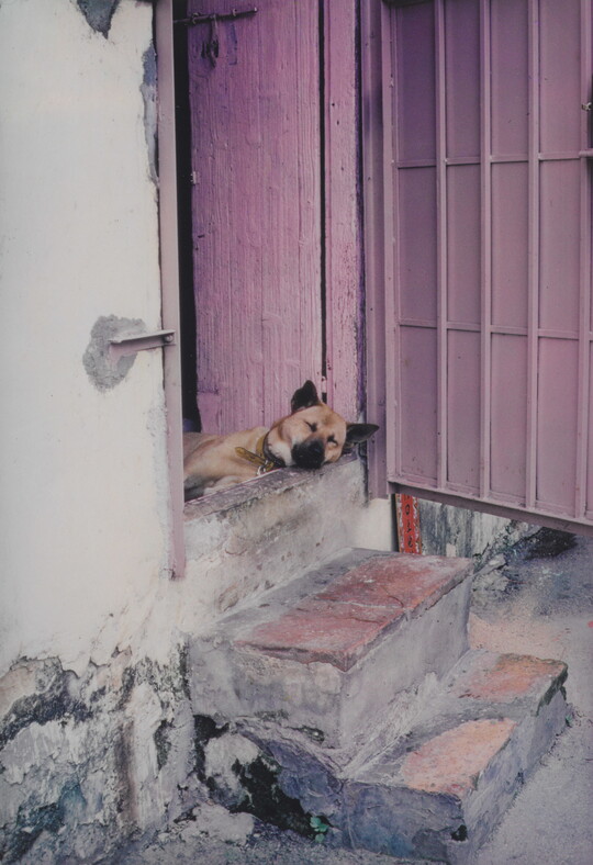 A color photograph of a dog sleeping in an open doorway, its head resting on the threshold.