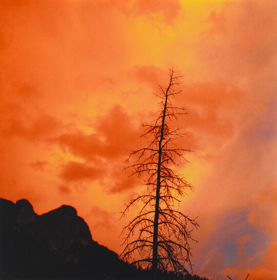 A color photograph of a bright orange, cloudy sky with a tall, bare tree silhouetted in the foreground.