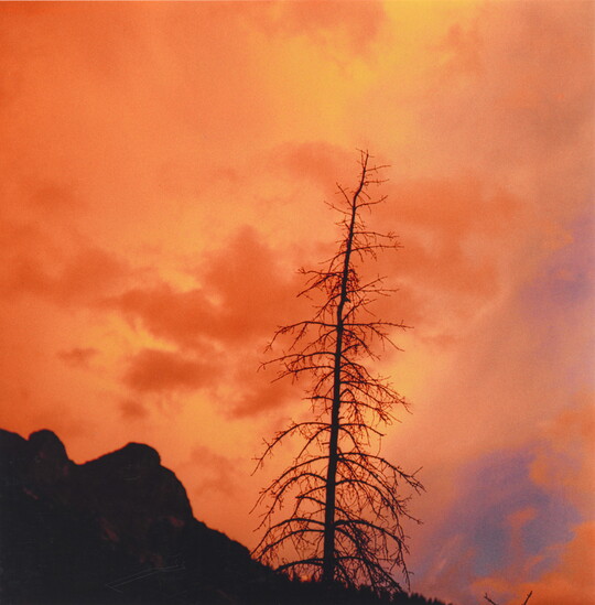 A color photograph of a bright orange, cloudy sky with a tall, bare tree silhouetted in the foreground.