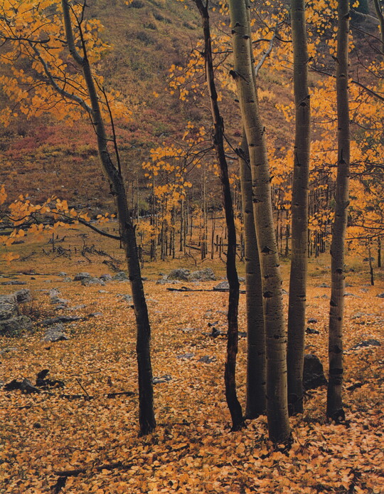 A color photograph of tall white trees with yellow leaves; the ground covered with yellow leaves.