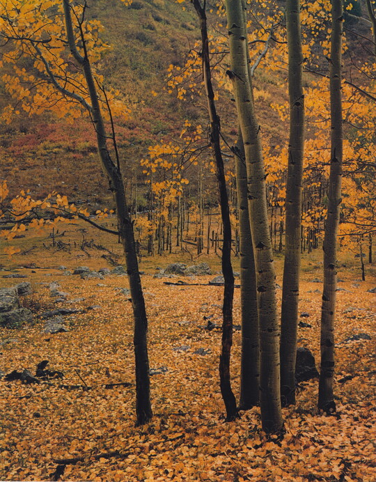 A color photograph of tall white trees with yellow leaves; the ground covered with yellow leaves.