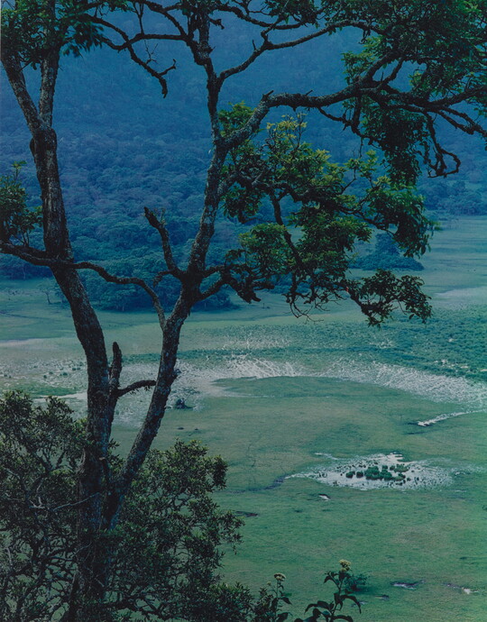 A color photograph of a green landscape taken from above and behind a tree.
