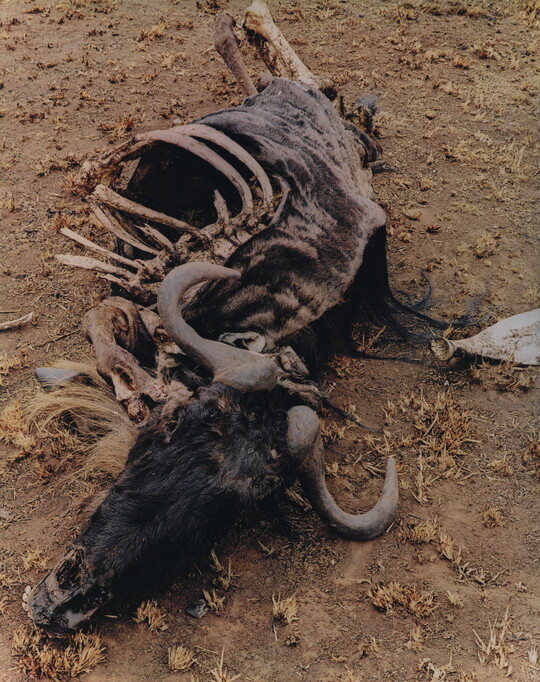 A color photograph of a dead wildebeest, ribcage exposed, laying in the dirt.