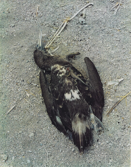 A color photograph of a dead, dark-feathered bird laying in the dirt with two small lizards crawling over and under its body.