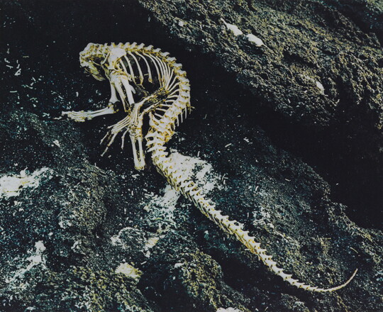 A color photograph of an iguana skeleton laying on a lava rock.