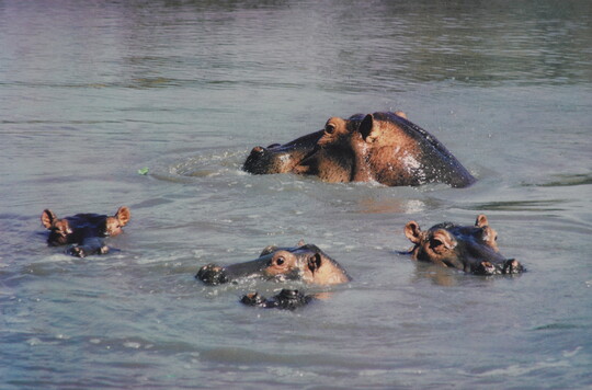 A color photograph of four hippopotamus' peeking their heads just above calm water.