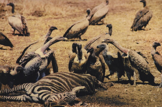 A color photograph of a group of vultures feeding on a dead zebra.