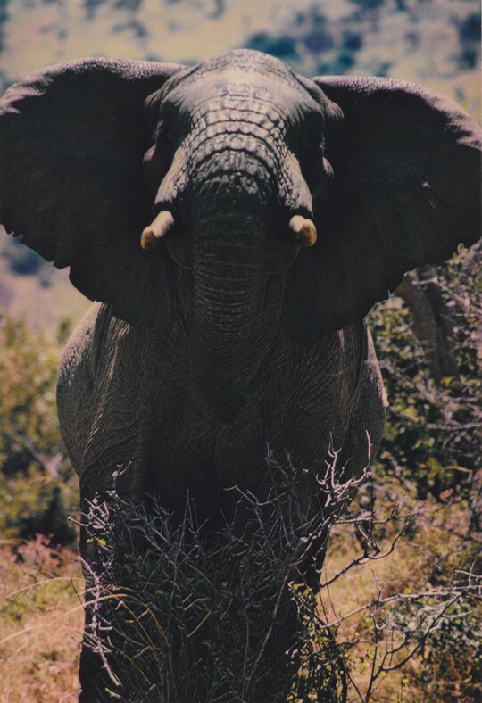 A color photograph of an elephant, head up and ears held out from his head.