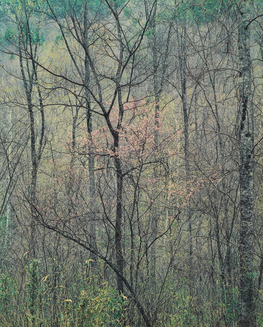 A color photograph of several tall, thin, mostly leafless trees and one in the center with pink flower buds.