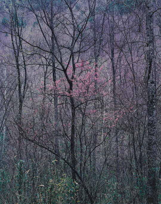 A color photograph of several tall, thin, mostly leafless trees and one in the center with pink flower buds.