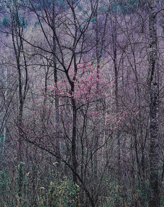 A color photograph of several tall, thin, mostly leafless trees and one in the center with pink flower buds.