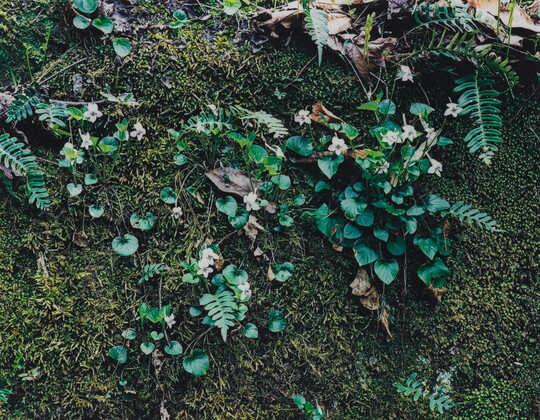 A close-up color photograph of green moss partially covered by white flowers, green plants, and a few dead leaves.
