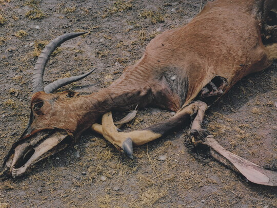 A color photograph of a dead antelope with partially exposed bones.