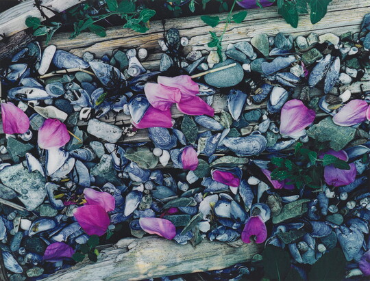 A color photograph of pink flower petals scattered among gray and white beach pebbles, mussel shells, seashells, and driftwood.