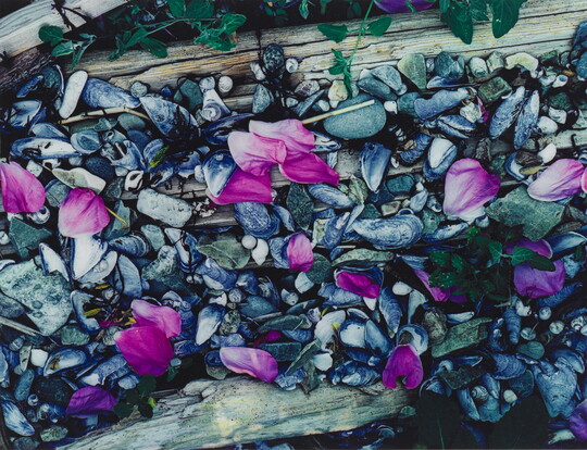 A color photograph of pink flower petals scattered among gray and white beach pebbles, mussel shells, seashells, and driftwood.