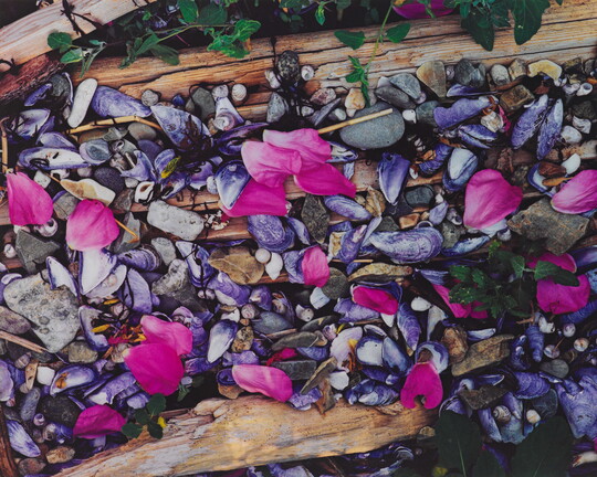 A color photograph of pink flower petals scattered among gray and white beach pebbles, mussel shells, seashells, and driftwood.