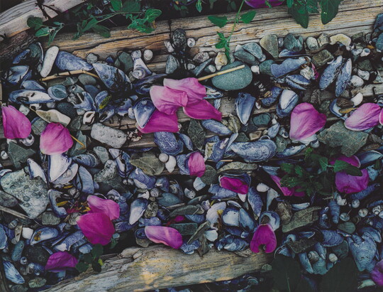 A color photograph of pink flower petals scattered among gray and white beach pebbles, mussel shells, seashells, and driftwood.