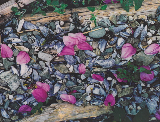 A color photograph of pink flower petals scattered among gray and white beach pebbles, mussel shells, seashells, and driftwood.