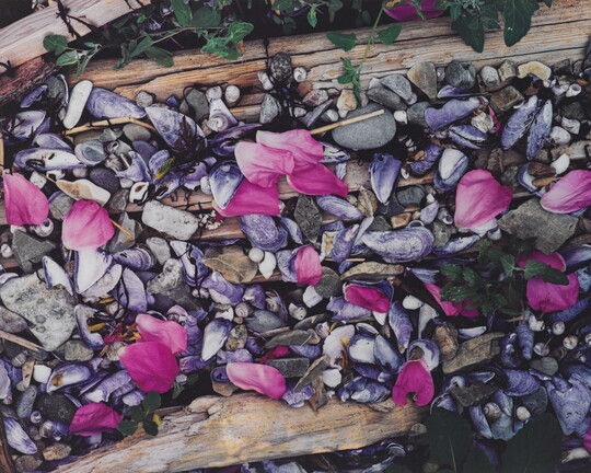 A color photograph of pink flower petals scattered among gray and white beach pebbles, mussel shells, seashells, and driftwood.