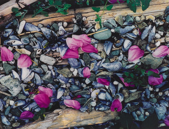 A color photograph of pink flower petals scattered among gray and white beach pebbles, mussel shells, seashells, and driftwood.