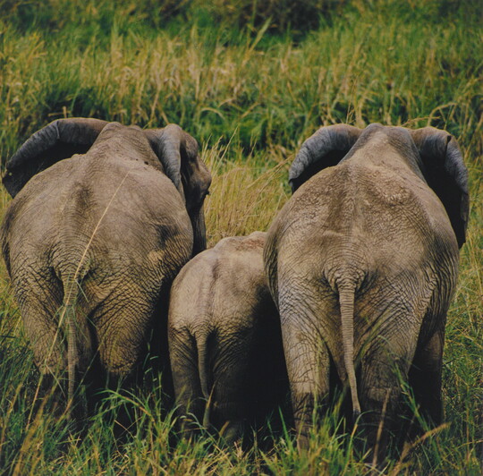A color photograph of three elephants from the back, a young one between two adults, standing in tall grass.
