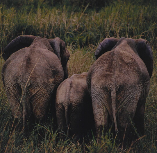 A color photograph of three elephants from the back, a young one between two adults, standing in tall grass.