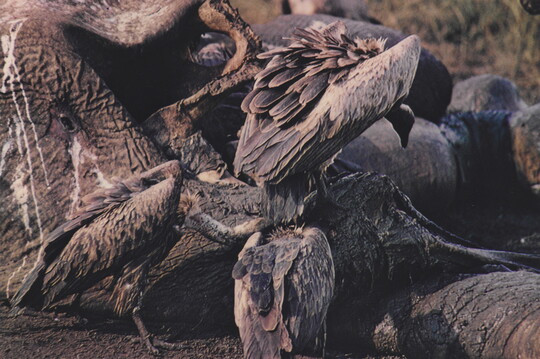 A color photograph of a group of vultures feeding on an elephant.