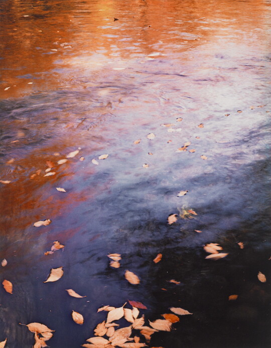 A color photograph of water reflecting autumn trees and with fall-colored leaves floating on top.