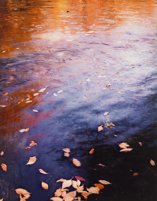 A color photograph of water reflecting autumn trees and with fall-colored leaves floating on top.