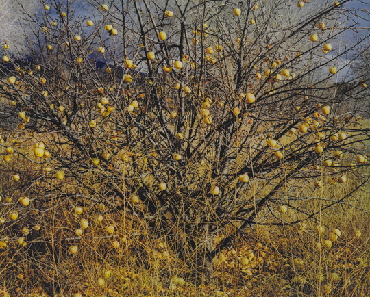 A color photograph of a leafless apple tree with yellow apples hanging from the limbs and scattered in a grassy field.