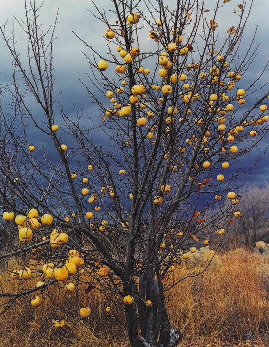 A color photograph of a leafless apple tree with yellow apples hanging from the limbs.