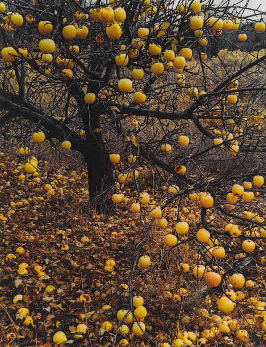 A color photograph of a leafless apple tree with yellow apples hanging from the limbs and scattered all over the ground.