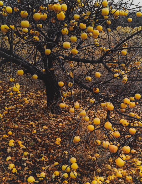 A color photograph of a leafless apple tree with yellow apples hanging from the limbs and scattered all over the ground.