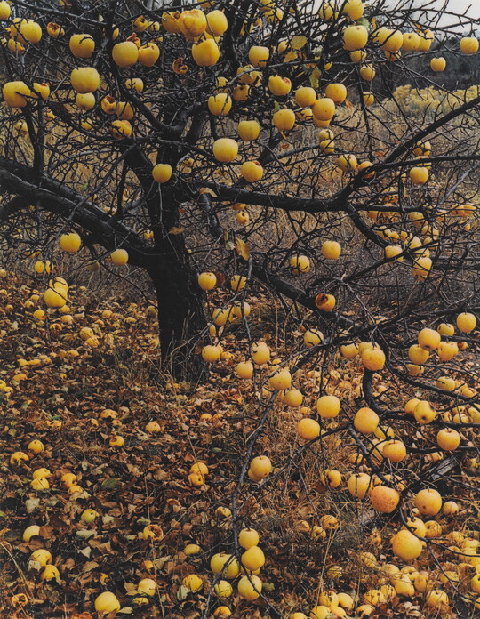 A color photograph of a leafless apple tree with yellow apples hanging from the limbs and scattered all over the ground.