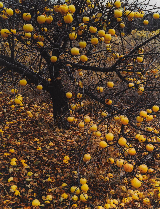 A color photograph of a leafless apple tree with yellow apples hanging from the limbs and scattered all over the ground.