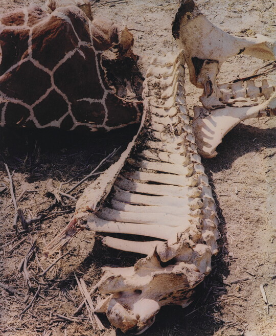A color photograph of a dead giraffe with exposed neck vertebrae.