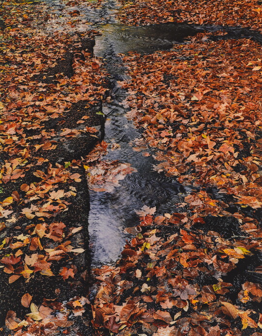A color photograph of a babbling brook covered in orange and yellow leaves.