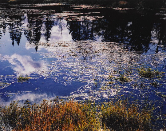 A color photograph of a pond with grass and other vegetation on the shore and surface; tall pine trees reflected in the water.