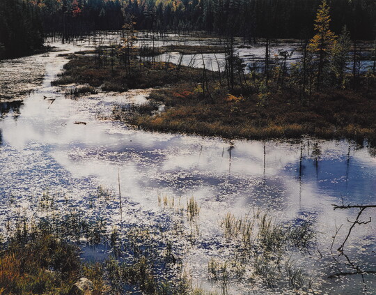A color photograph of a pond covered in patches of ice with clumps of grass growing through shallow spots, and small trees in the background.